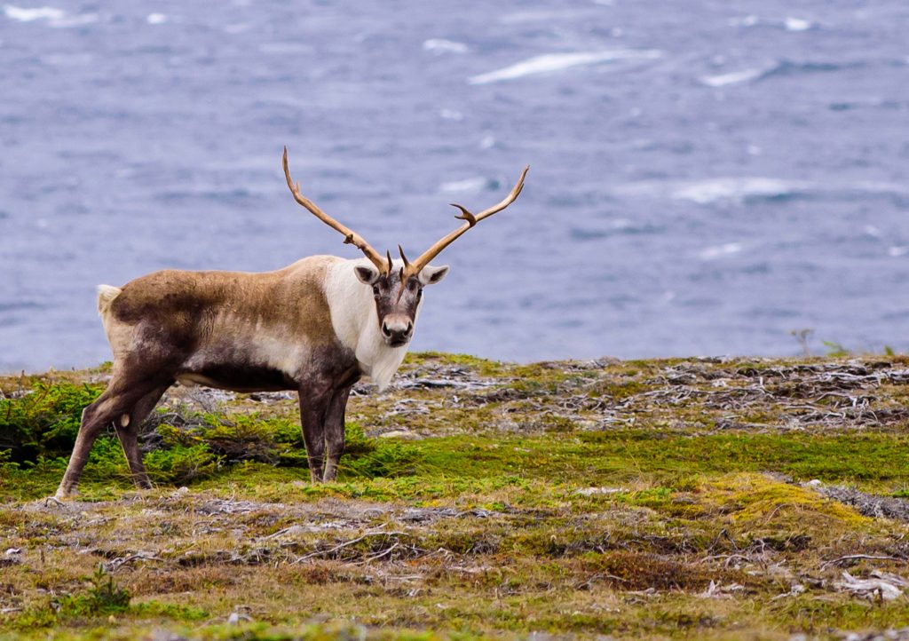 Newfoundland, caribou, wildlife, canada, canadian wildlife