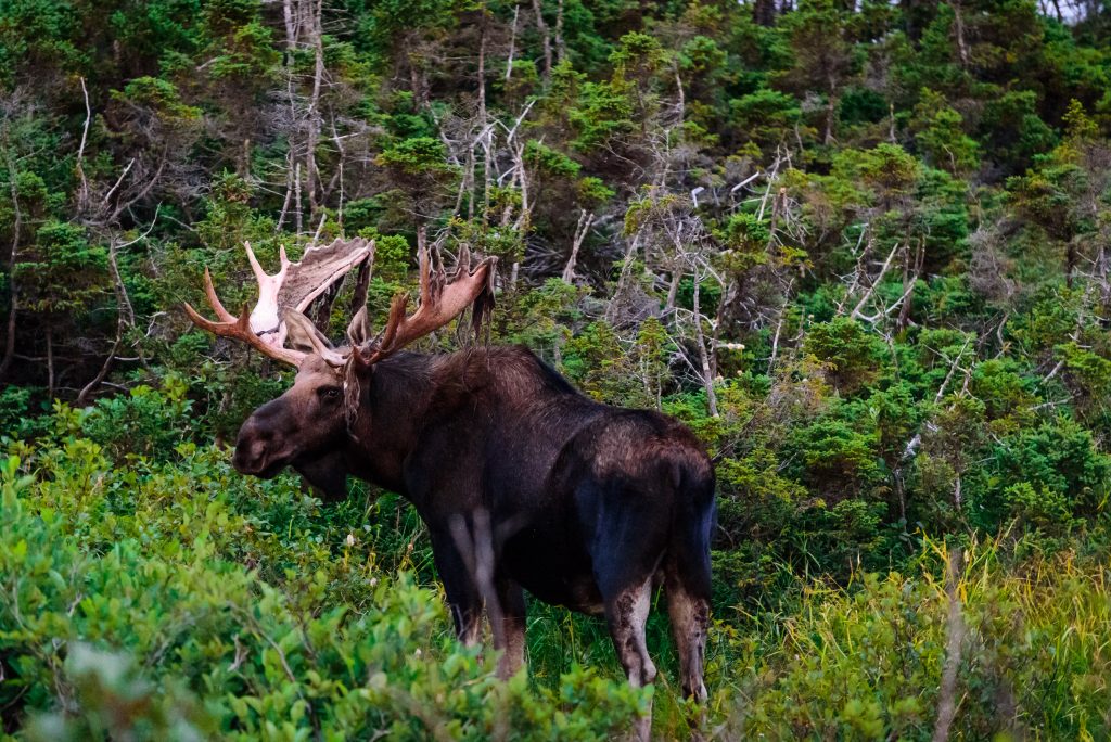 Moose, skyline trail, nova scotia