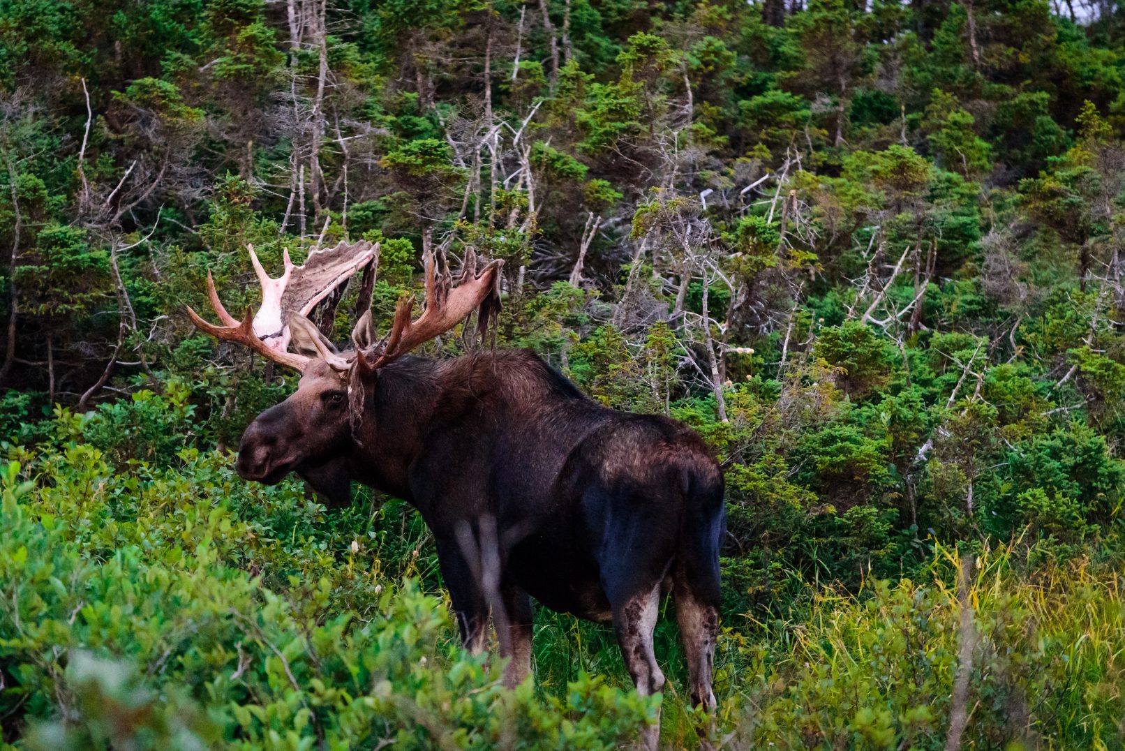 Top 8 Unique Things To Do In Nova Scotia Launch Your Travels